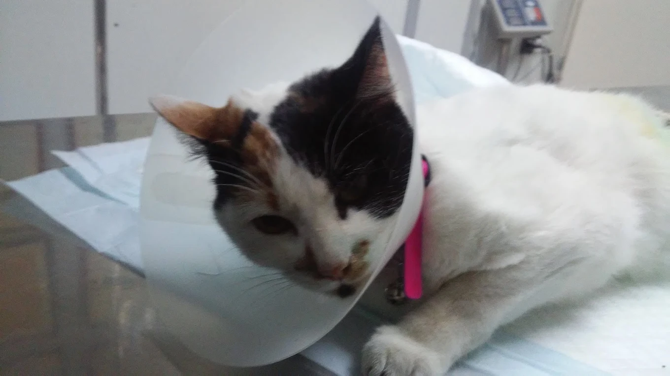Post-quirúrgico felino