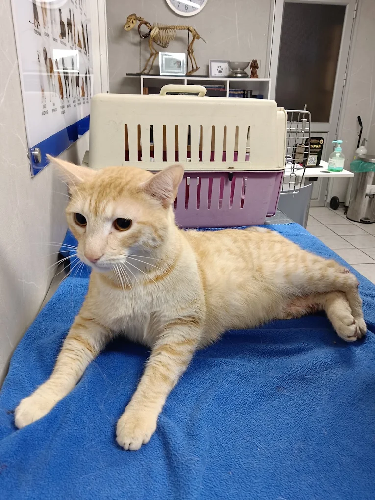Recuperación tibia
