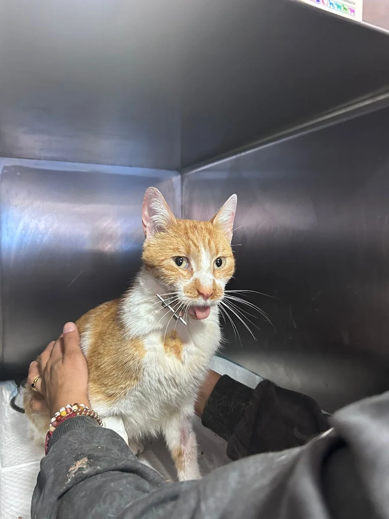 Cuidado felino en box