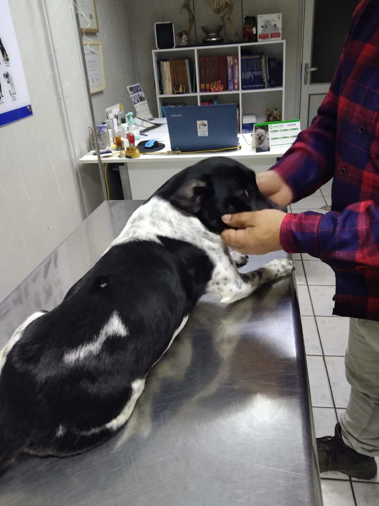 Examen clínico canino