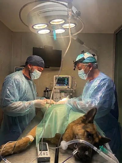 Equipo médico veterinario de Austral realizando una cirugía en pabellón esterilizado